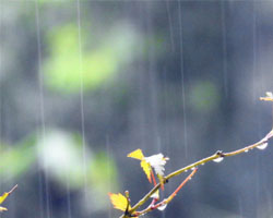 若是今夜降雨